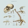 Vertebrata Risin'