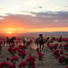 Where the Wild Horses Run Through Roses