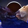 Tale of Two Wolves