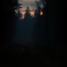 Foxfire Burning